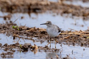 Wood Sandpiper 福岡県 鞍手町 Sun, 4/18/2021