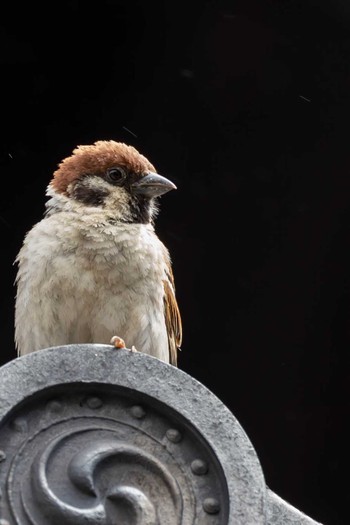 2020年6月7日(日) 小樽貴賓館の野鳥観察記録