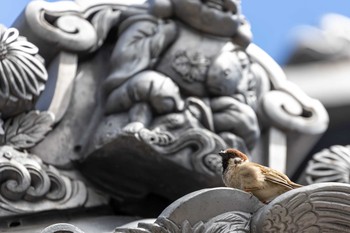 スズメ 小樽貴賓館 2020年6月7日(日)