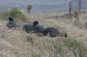 オオバン 滋賀県甲賀市甲南町創造の森 2017年2月25日(土)