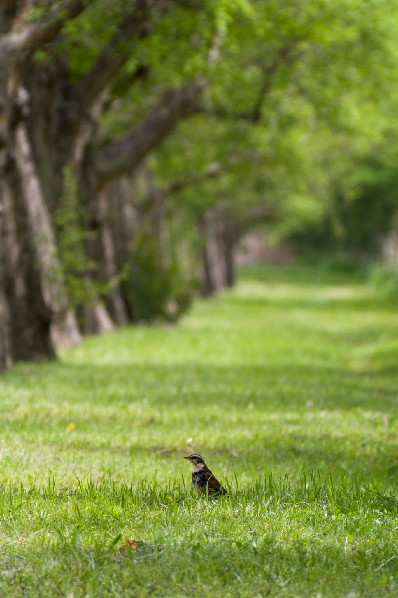 Photo of Dusky Thrush at Akigase Park by Marco Birds