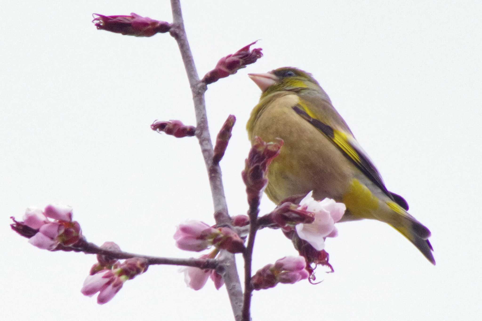 Grey-capped Greenfinch