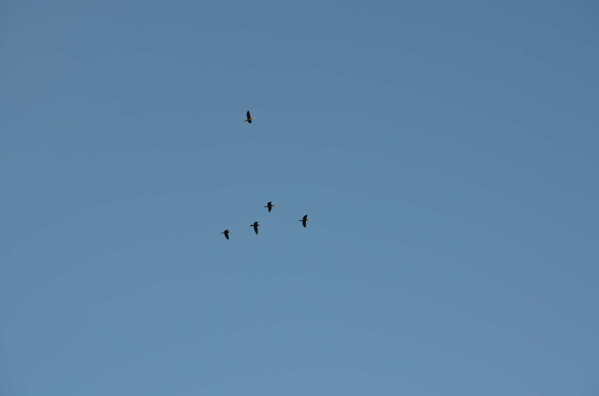 Photo of Japanese Cormorant at 南房総市冨浦 by KangooTony