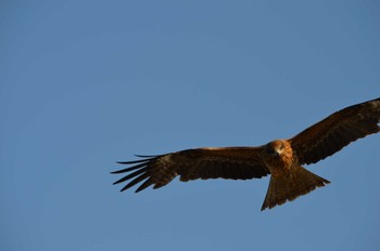 Black Kite 南房総市冨浦 Sun, 4/25/2021