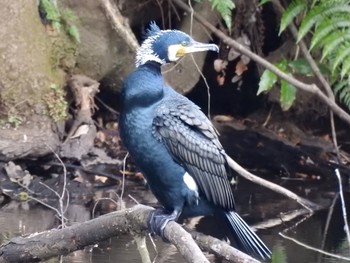 カワウ 明治神宮 2021年1月17日(日)