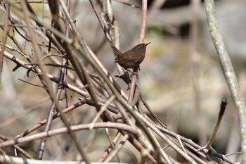 ミソサザイ 檜原都民の森 2016年4月26日(火)