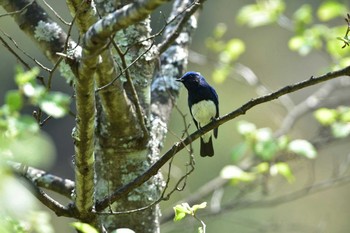 オオルリ 檜原都民の森 2016年4月26日(火)