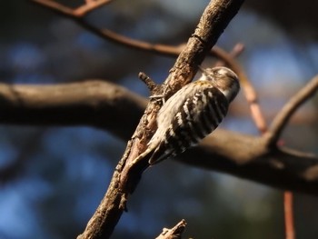 Japanese Pygmy Woodpecker 駒場野公園(目黒区) Mon, 1/18/2021