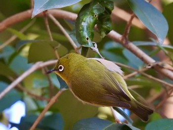 Warbling White-eye 駒場野公園(目黒区) Mon, 1/18/2021