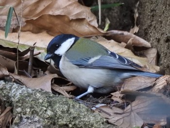 Japanese Tit 駒場野公園(目黒区) Mon, 1/18/2021