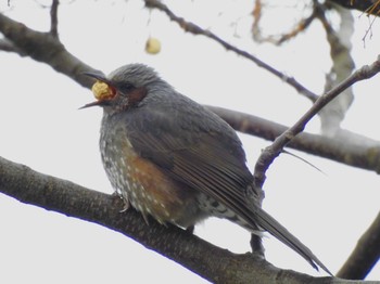 2021年2月1日(月) 井の頭公園の野鳥観察記録