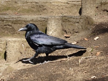 2017年2月25日(土) 芹が谷公園の野鳥観察記録