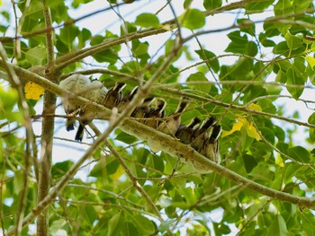 Long-tailed Tit 再度山 Sun, 4/25/2021