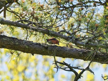 Red Crossbill 再度山 Sun, 4/25/2021