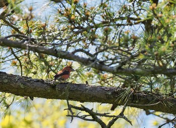 Red Crossbill 再度山 Sun, 4/25/2021