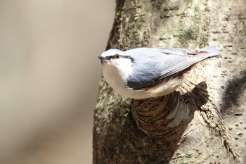 ゴジュウカラ 群馬県 2021年4月26日(月)