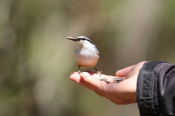 ゴジュウカラ 群馬県 2021年4月26日(月)