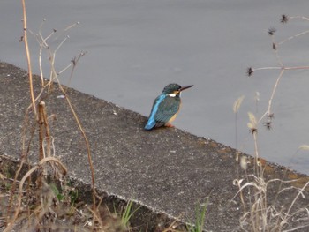 Common Kingfisher 大栗川(多摩川合流地点) Sun, 2/26/2017