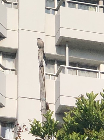 2021年4月27日(火) さいわい緑道(川崎市)の野鳥観察記録