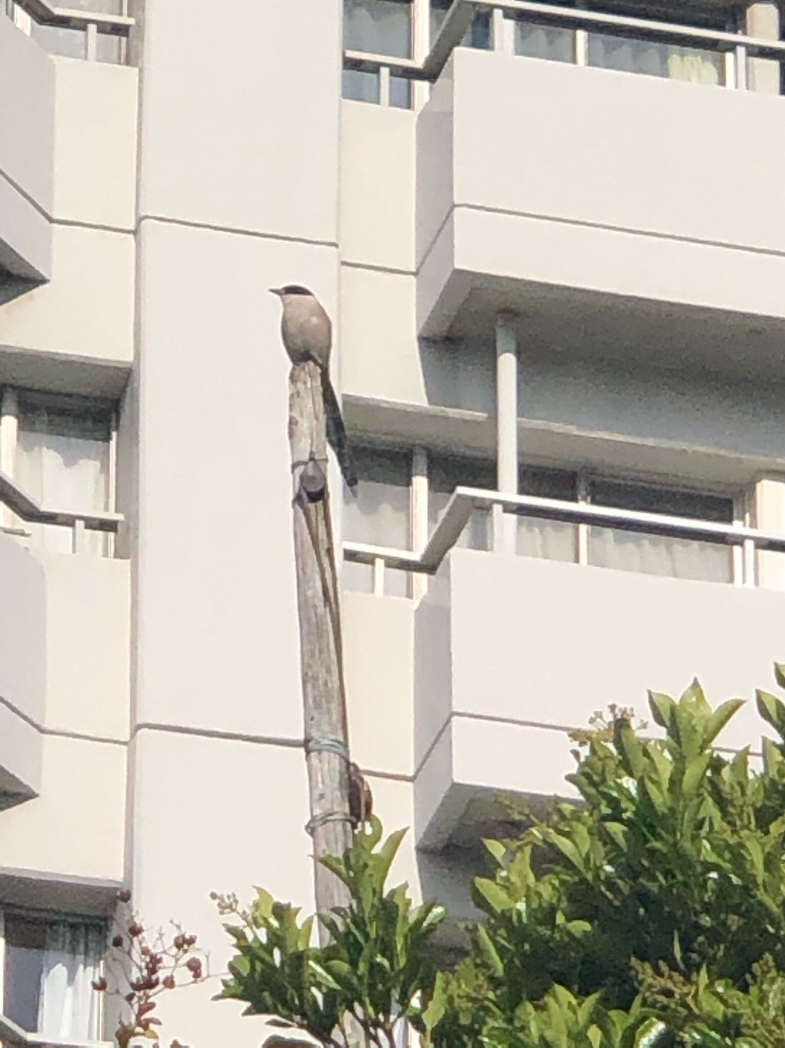 さいわい緑道(川崎市) オナガの写真