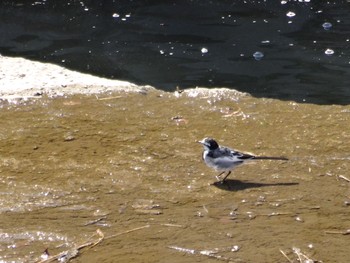 White Wagtail 大栗川(多摩川合流地点) Sun, 2/26/2017