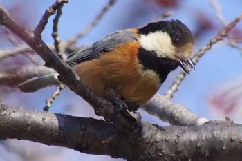 Varied Tit 福井緑地(札幌市西区) Tue, 4/27/2021