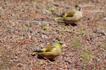 Grey-capped Greenfinch 福井緑地(札幌市西区) Tue, 4/27/2021