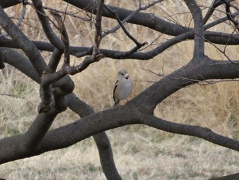 Hawfinch 大栗川(多摩川合流地点) Sun, 2/26/2017