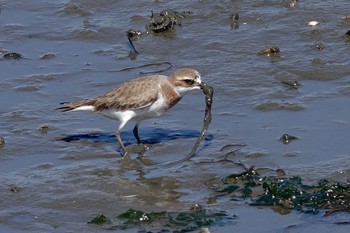 2021年4月23日(金) 谷津干潟の野鳥観察記録