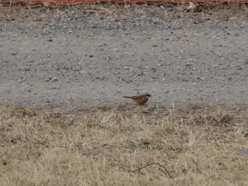 Meadow Bunting 大栗川(多摩川合流地点) Sun, 2/26/2017