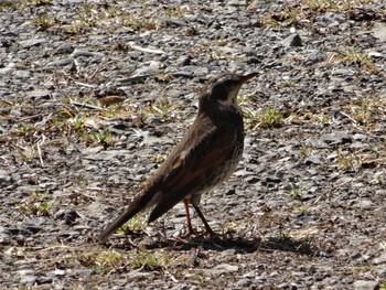 Dusky Thrush 大栗川(多摩川合流地点) Sun, 2/26/2017