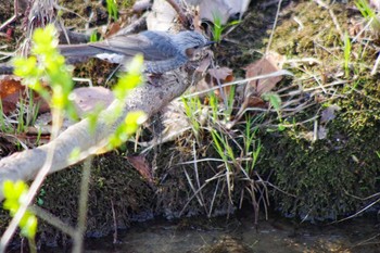 Brown-eared Bulbul 福井緑地(札幌市西区) Tue, 4/27/2021