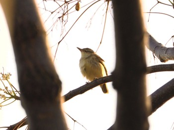 Oriental Reed Warbler 淀川河川公園 Mon, 4/26/2021