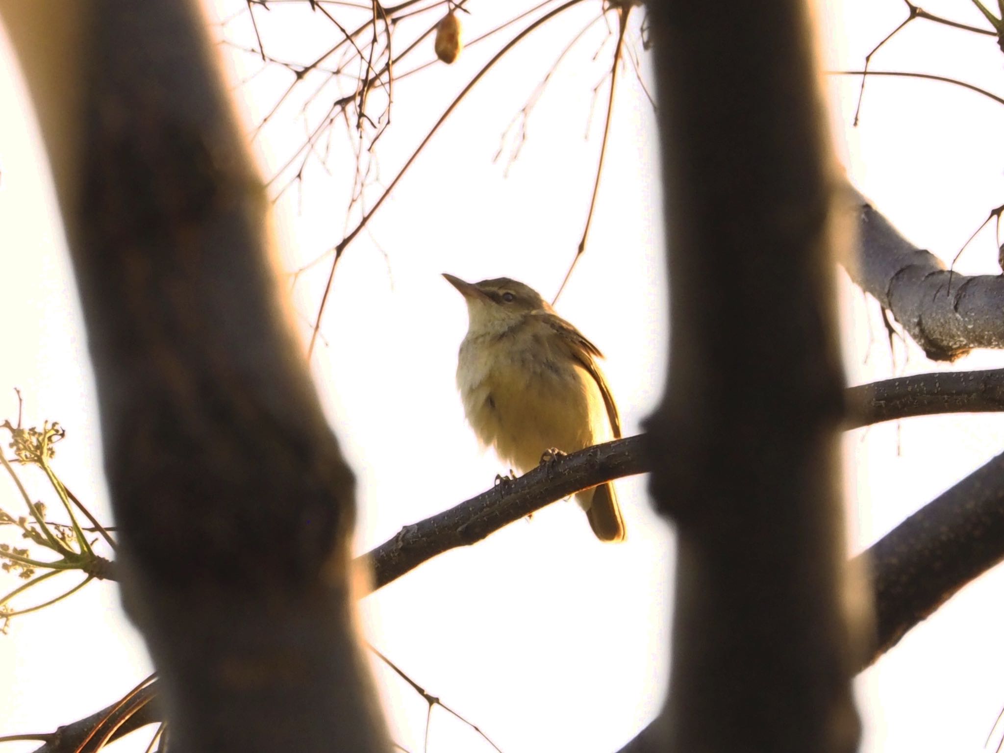 Oriental Reed Warbler