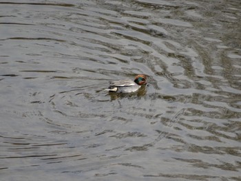 Eurasian Teal 大栗川(多摩川合流地点) Sun, 2/26/2017