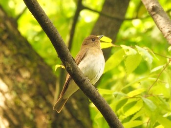 Blue-and-white Flycatcher Osaka castle park Tue, 4/27/2021