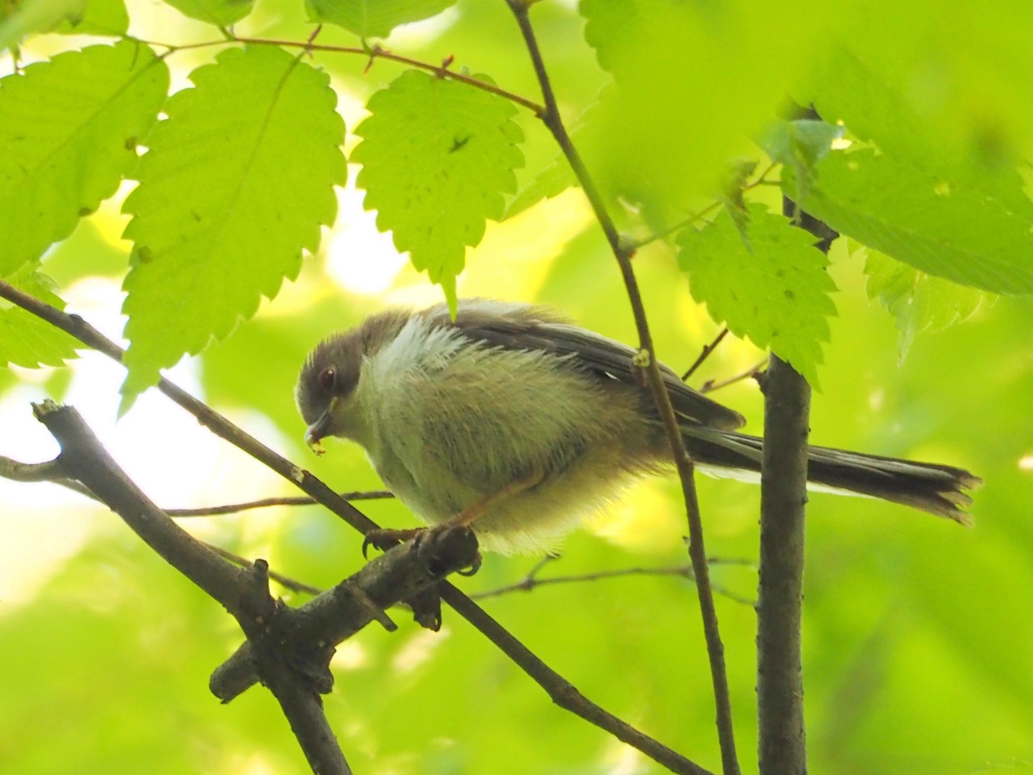 大阪城公園 エナガの写真 by zebrafinch11221