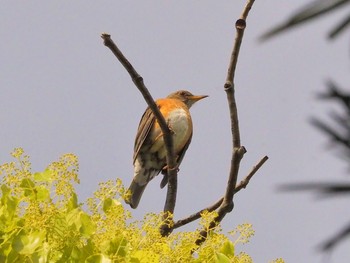 Brown-headed Thrush Osaka castle park Tue, 4/27/2021