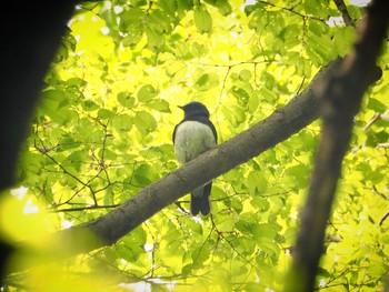 Blue-and-white Flycatcher Osaka castle park Tue, 4/27/2021