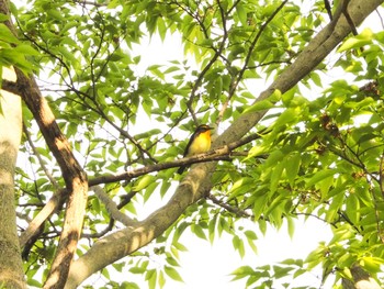 Narcissus Flycatcher Osaka castle park Tue, 4/27/2021