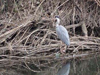 Sun, 2/26/2017 Birding report at 大栗川(多摩川合流地点)