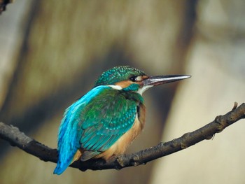 カワセミ 水元公園 2021年2月4日(木)