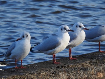 ユリカモメ 水元公園 2021年2月4日(木)