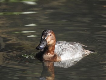 2021年2月6日(土) 明治神宮の野鳥観察記録