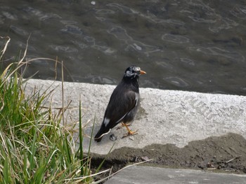 White-cheeked Starling 大栗川(多摩川合流地点) Sun, 2/26/2017