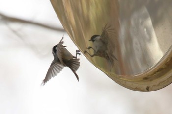 Coal Tit Yanagisawa Pass Sat, 4/24/2021