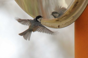 Coal Tit Yanagisawa Pass Sat, 4/24/2021