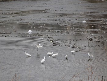 コサギ 大栗川(多摩川合流地点) 2017年2月26日(日)