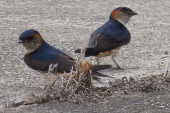 Red-rumped Swallow 岡山市瀬戸町 Tue, 4/27/2021