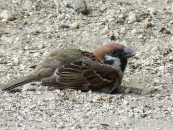 2021年4月27日(火) 松戸市の野鳥観察記録